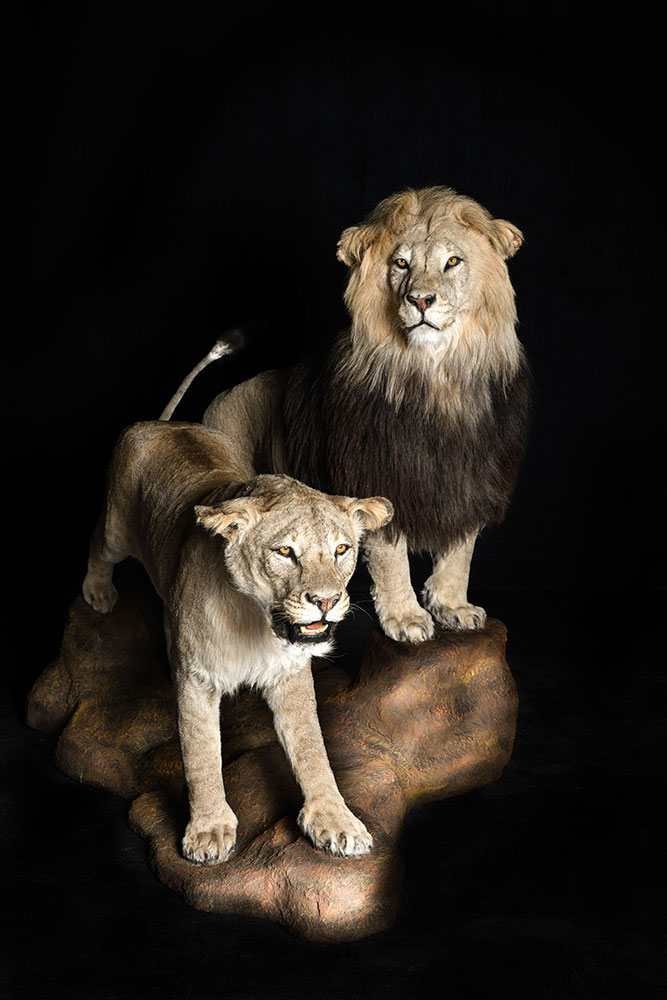 full-mounts10