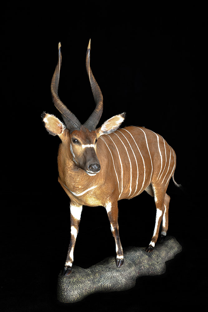 full-mounts24
