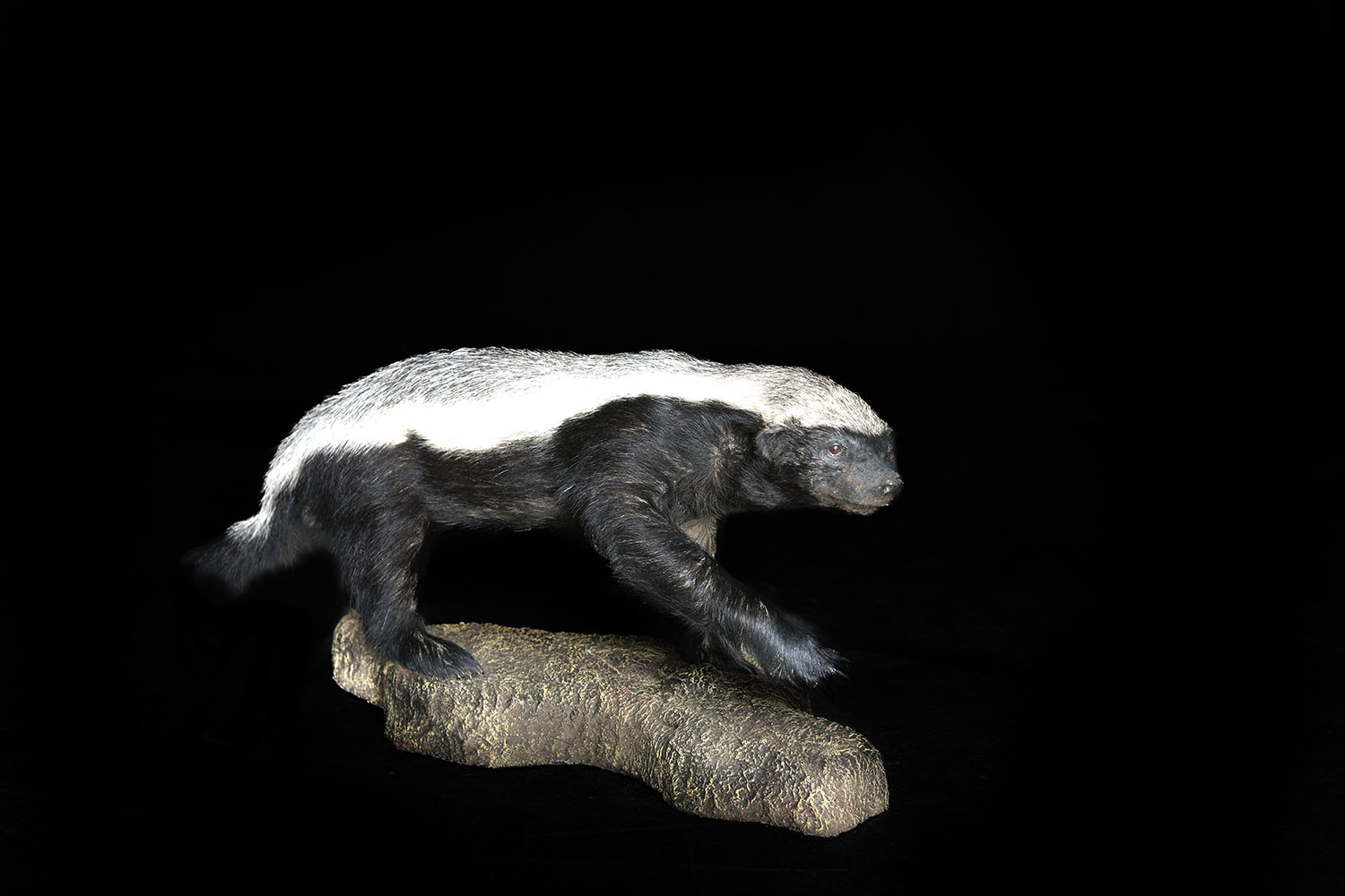 full-mounts26
