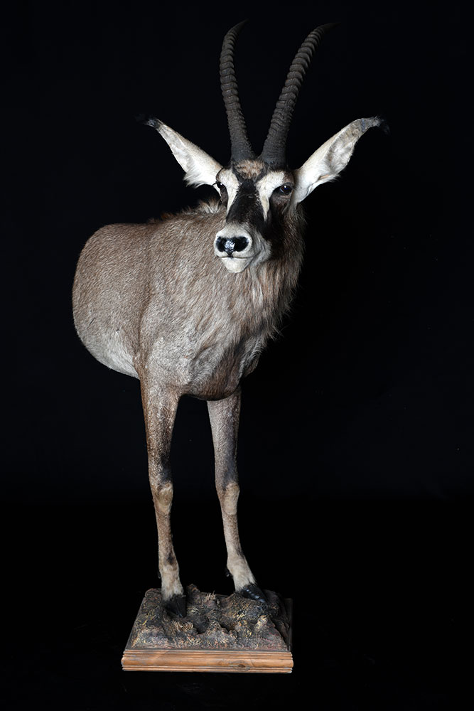 half-mounts10