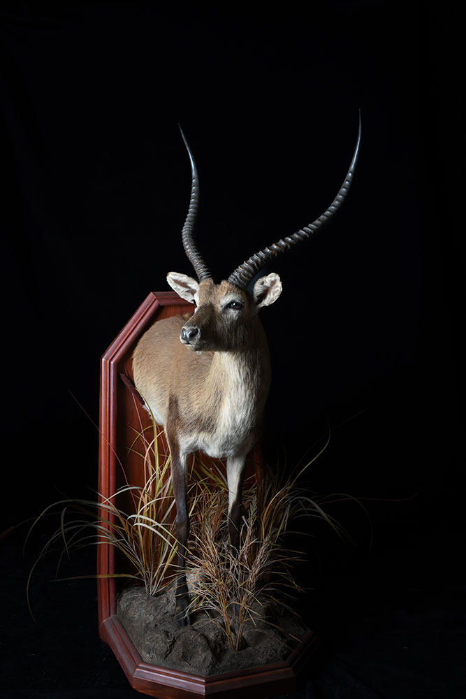 half-mounts2