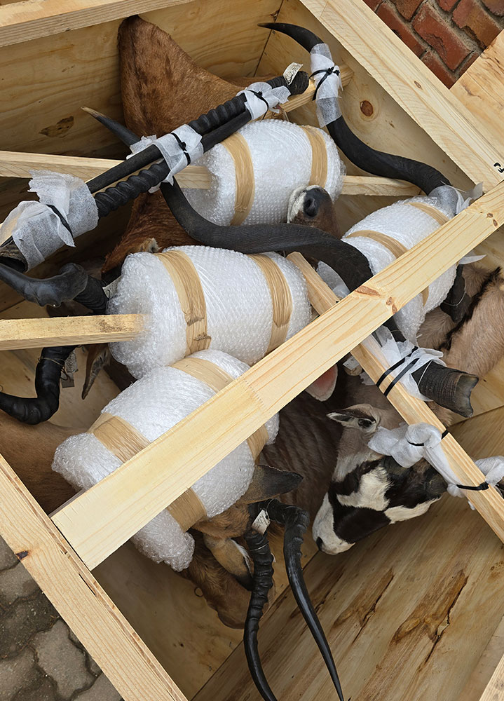 safari-taxidermy-packing