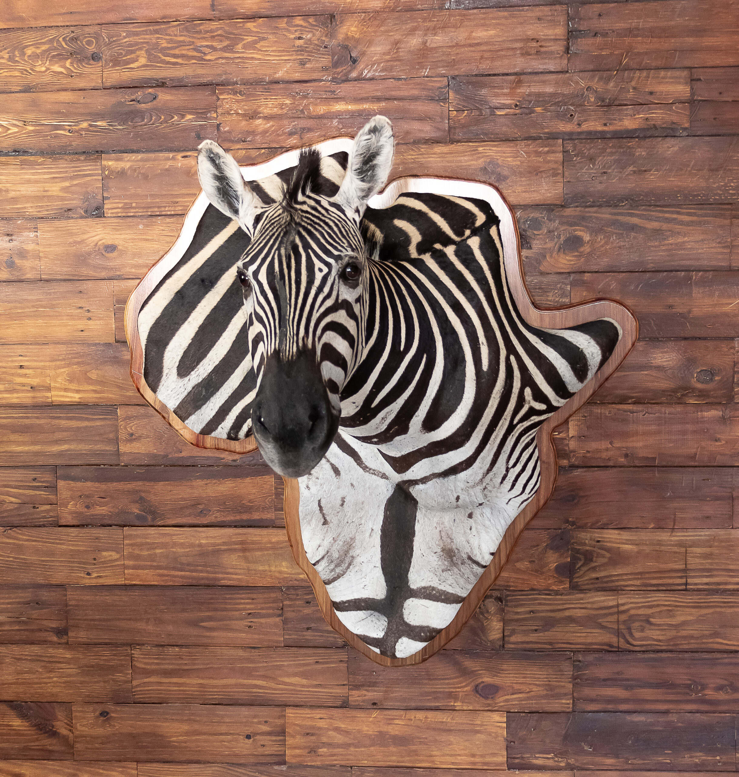 3d-mounts1