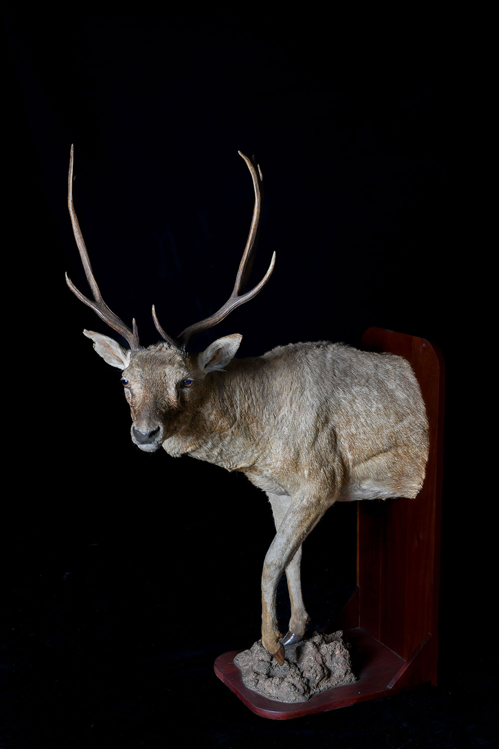 half-mounts13