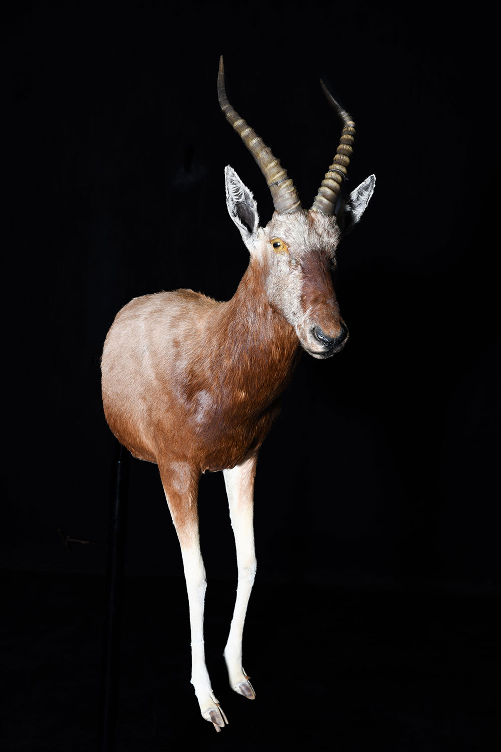 half-mounts15