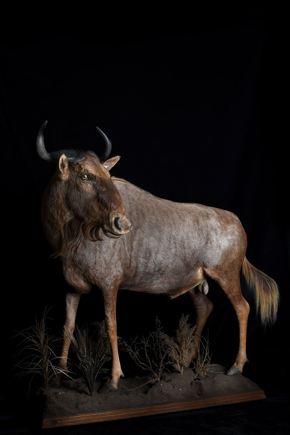 safari-taxidermy-full-mounts11