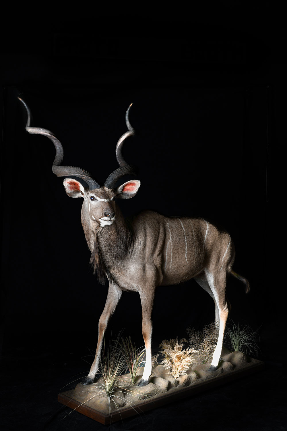 safari-taxidermy-full-mounts12