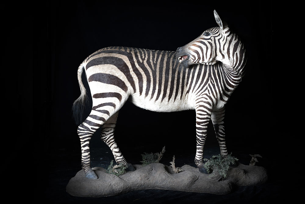 safari-taxidermy-full-mounts16