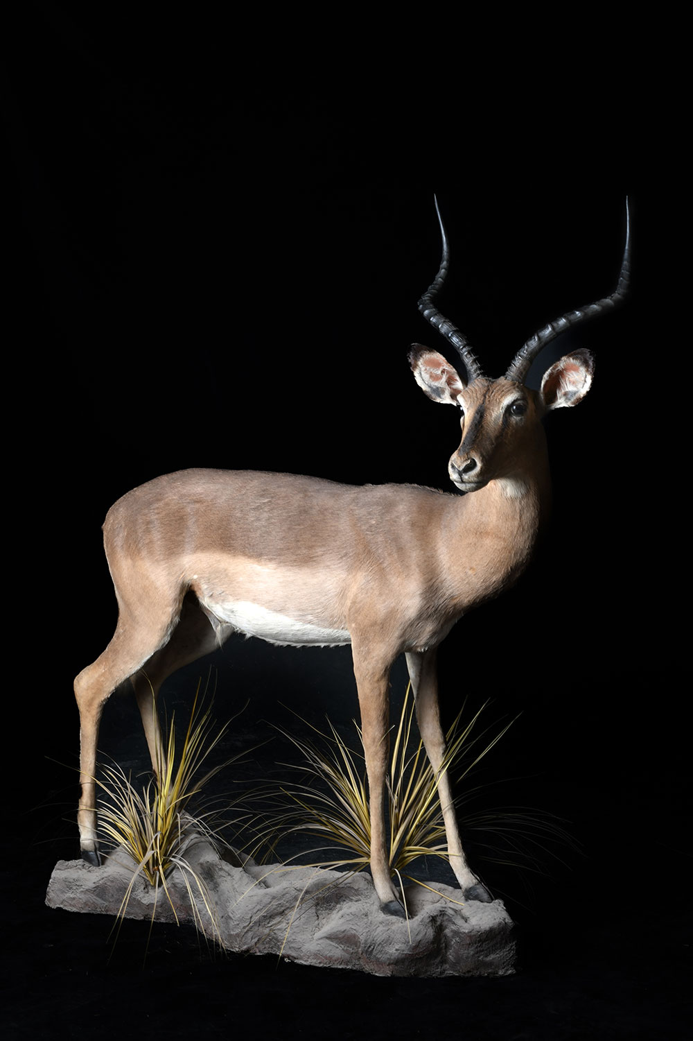 safari-taxidermy-full-mounts23