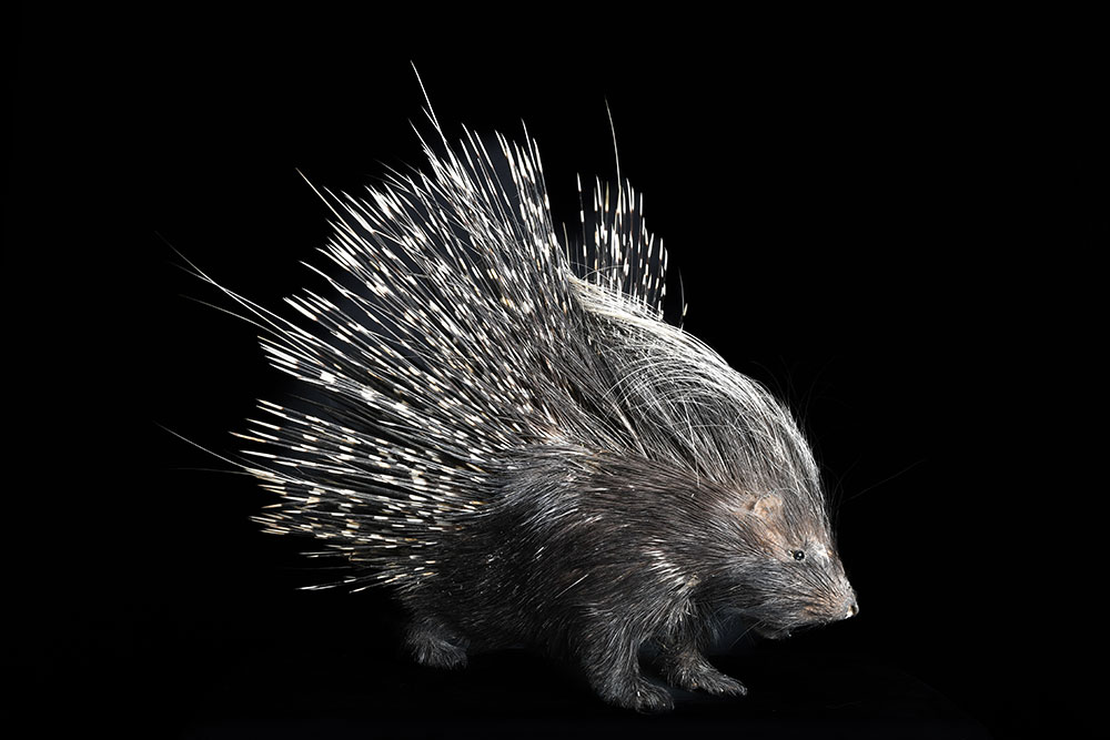 safari-taxidermy-full-mounts25