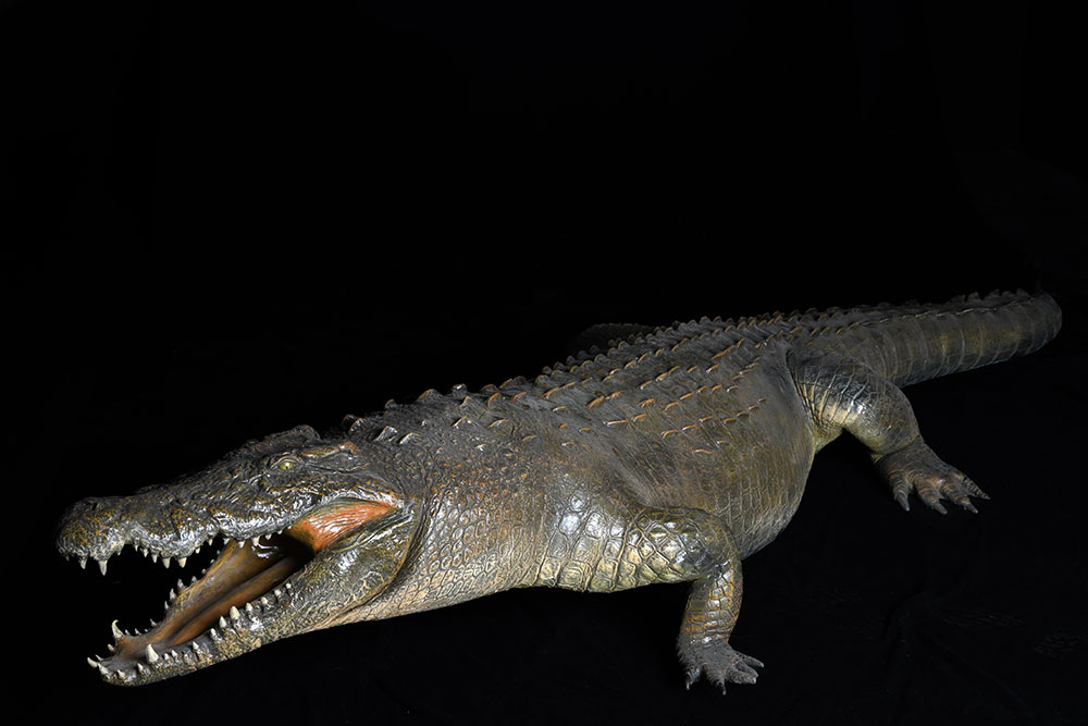 safari-taxidermy-full-mounts29