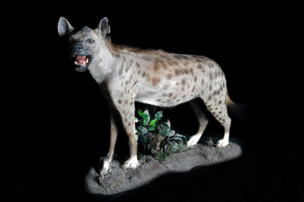 safari-taxidermy-full-mounts31