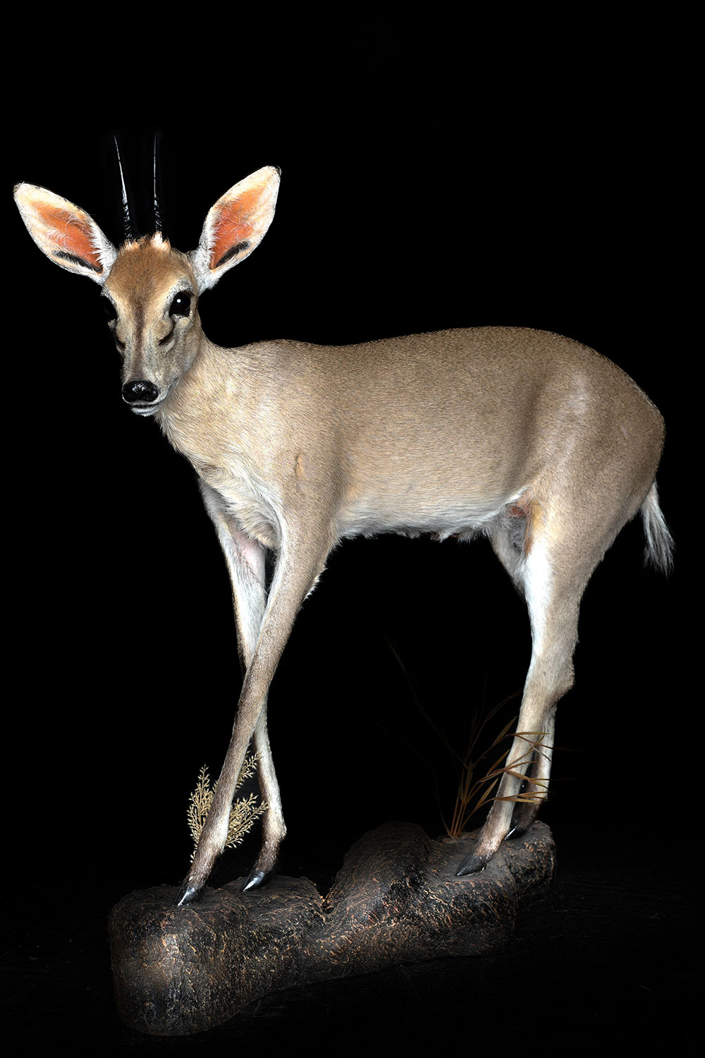 safari-taxidermy-full-mounts32