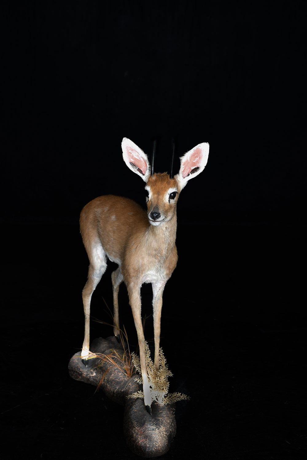 safari-taxidermy-full-mounts46