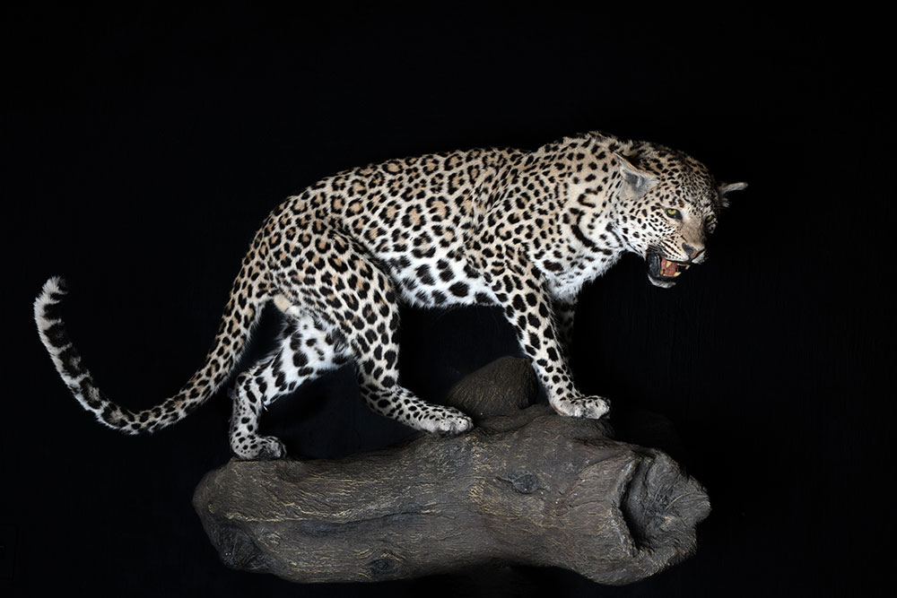 safari-taxidermy-full-mounts50