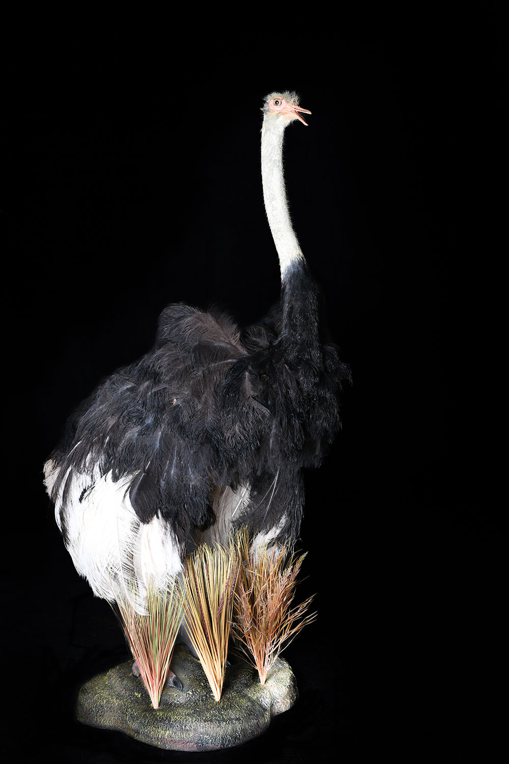 safari-taxidermy-full-mounts52