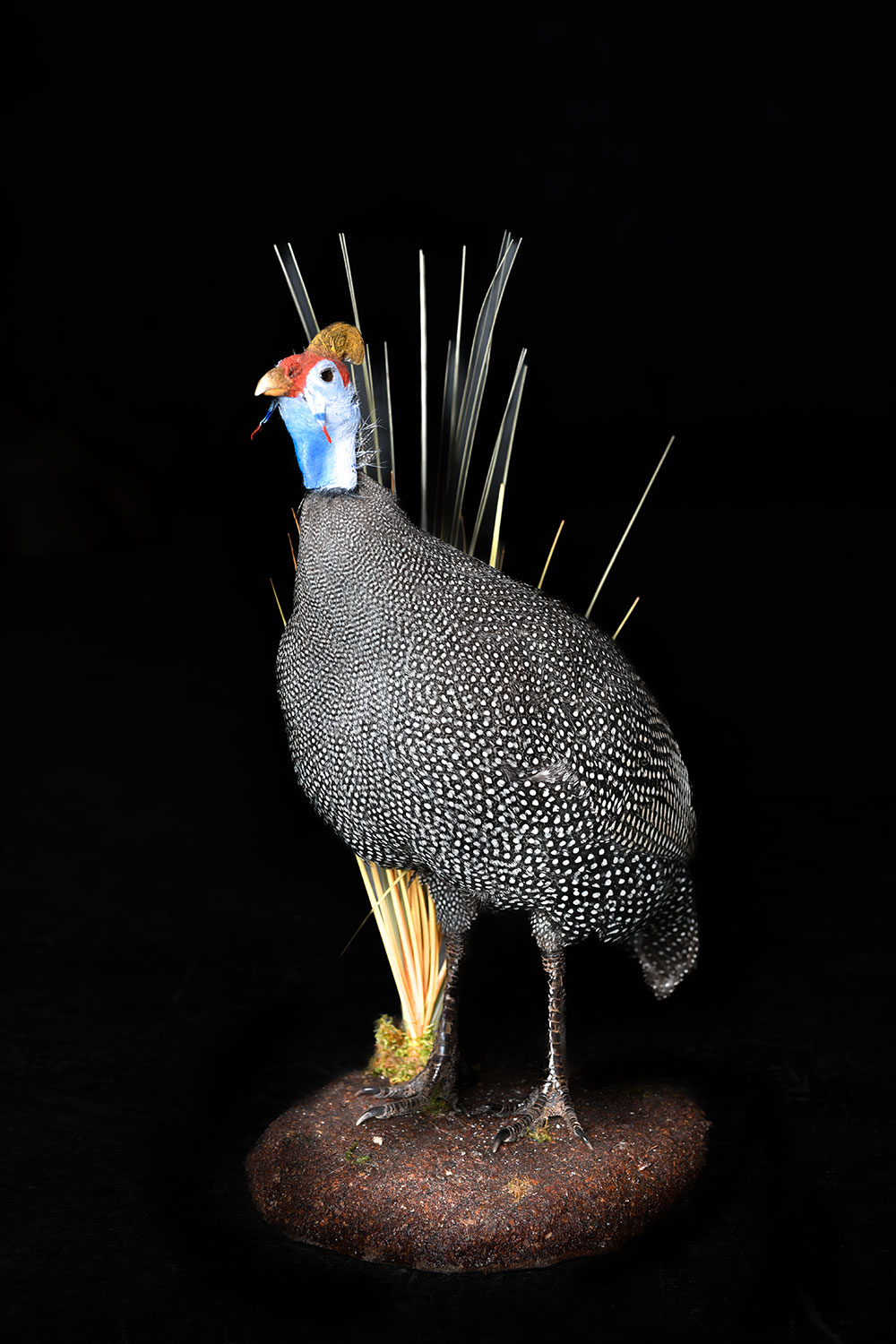 safari-taxidermy-full-mounts54