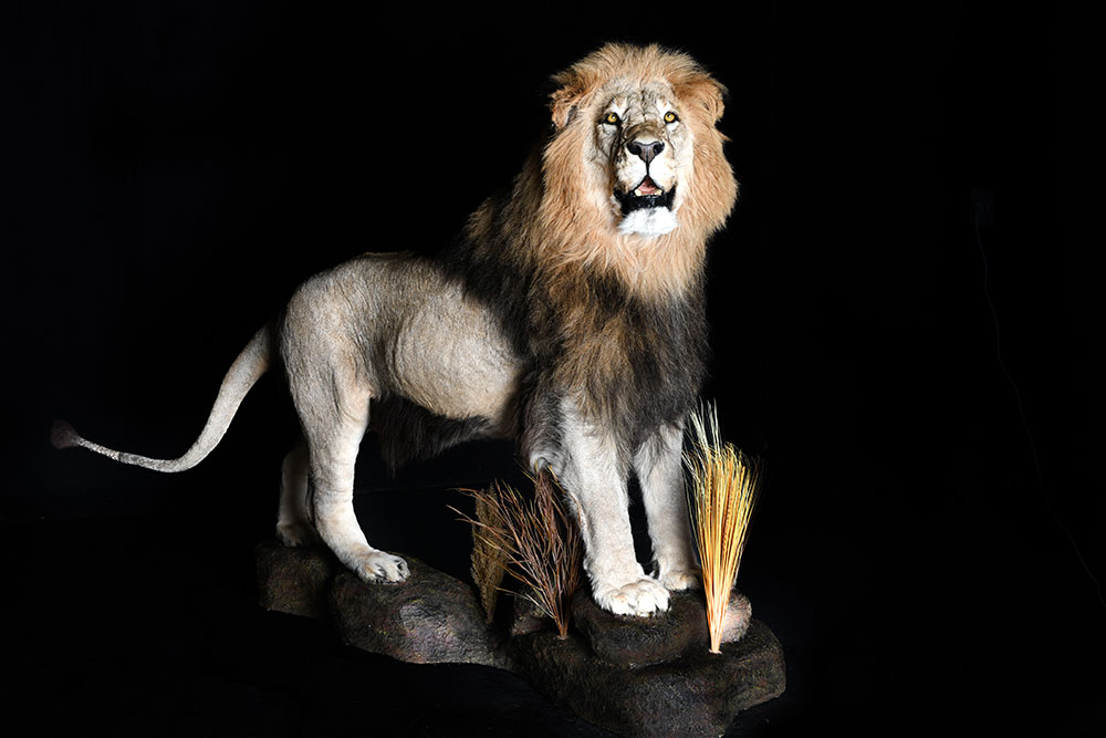 safari-taxidermy-full-mounts75