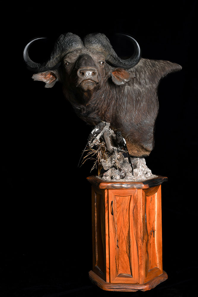 safari-taxidermy-mounts3