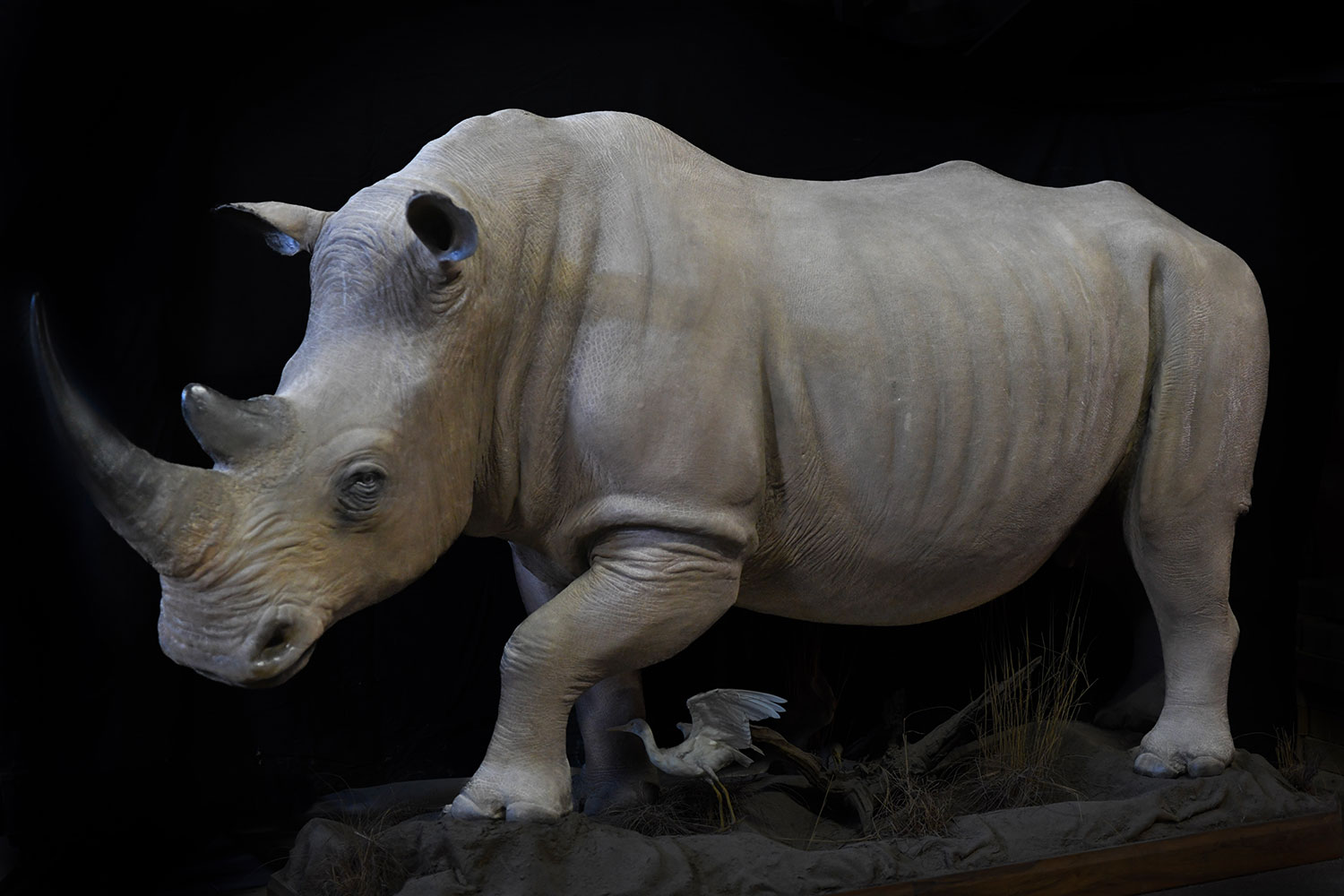 safari-taxidermy-mounts4