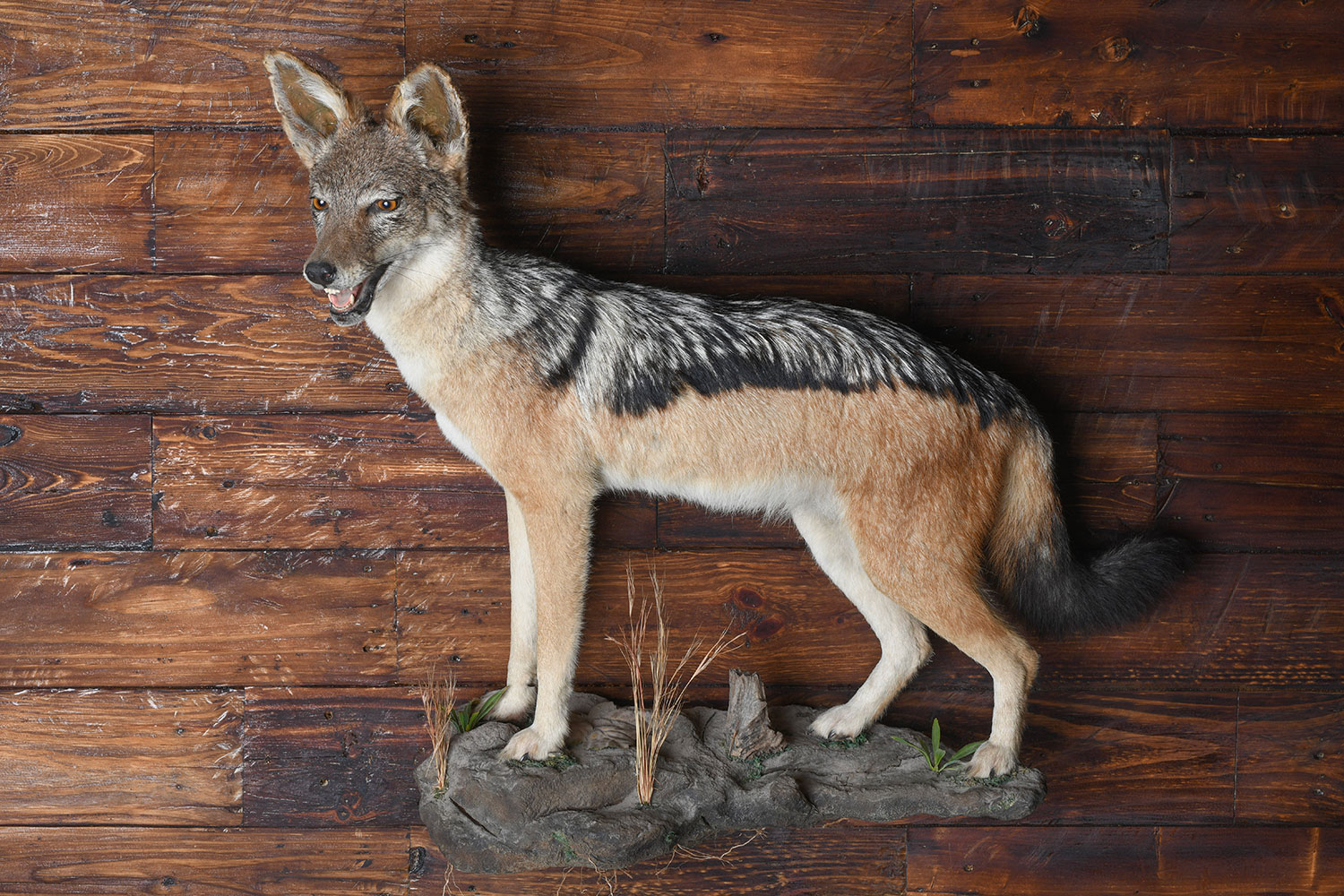 safari-taxidermy-mounts9