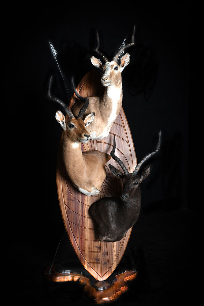 safari-taxidermy-pedestal-mounts12