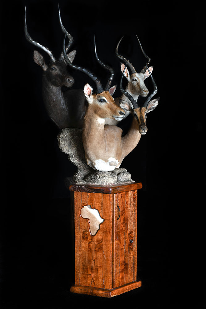 safari-taxidermy-pedestal-mounts15