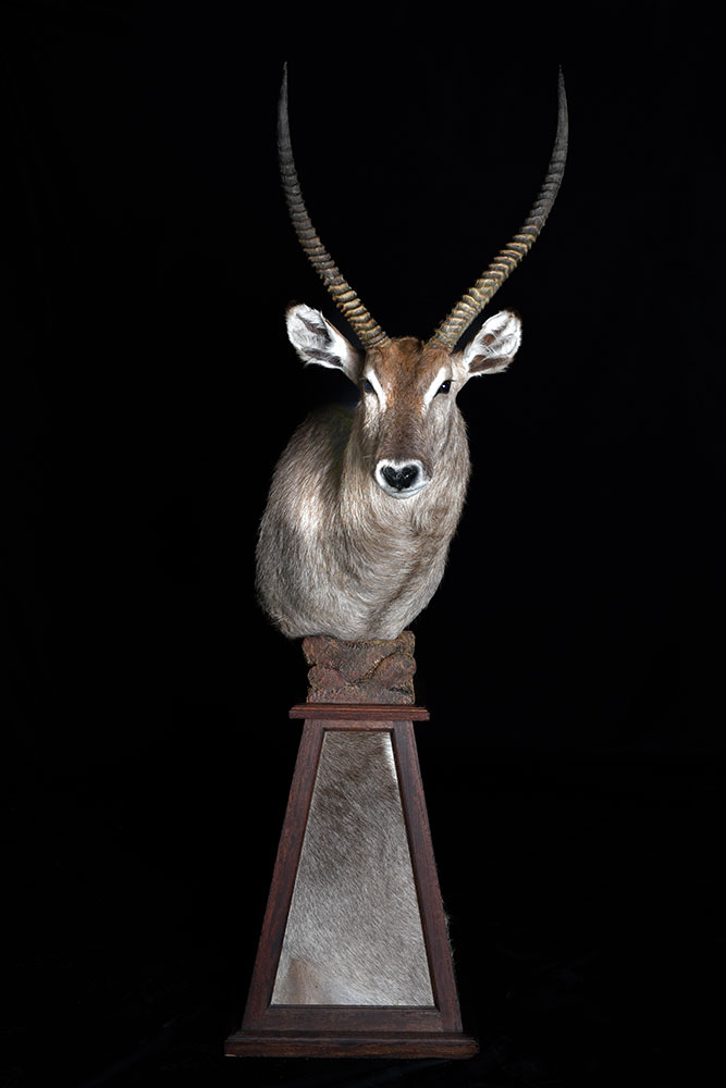 safari-taxidermy-pedestal-mounts28