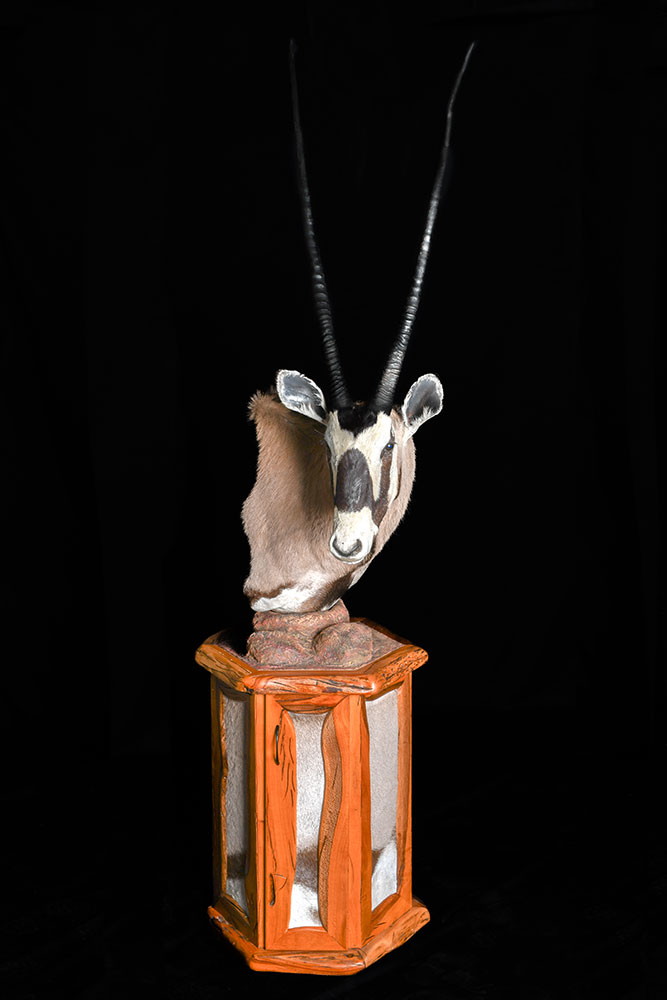 safari-taxidermy-pedestal-mounts29