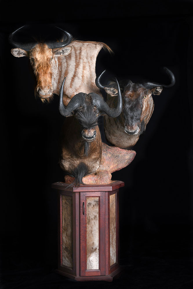 safari-taxidermy-pedestal-mounts31