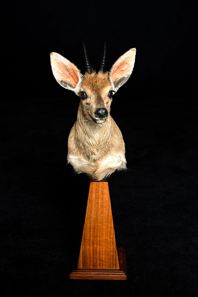 safari-taxidermy-pedestal-mounts35