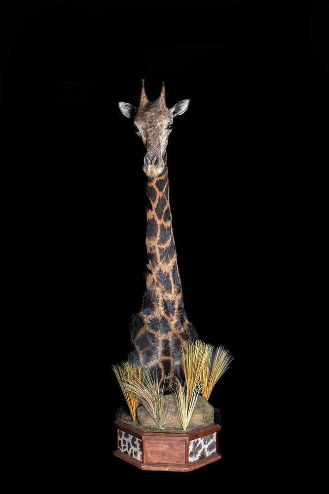 safari-taxidermy-pedestal-mounts36