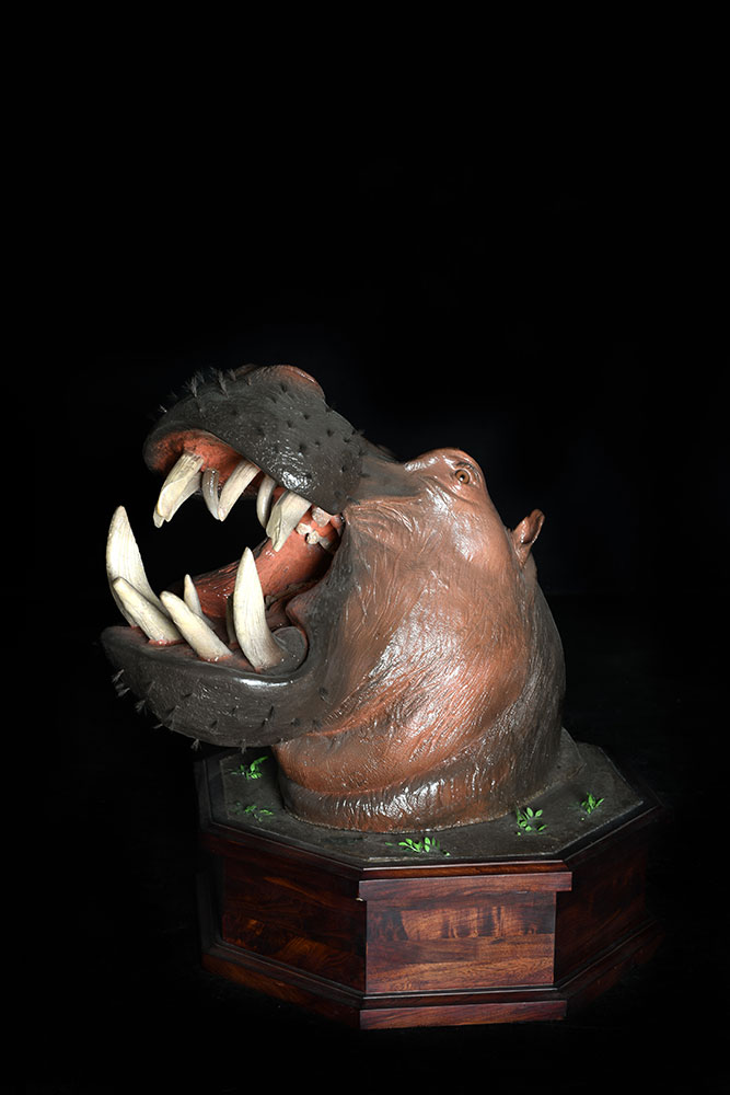 safari-taxidermy-pedestal-mounts37