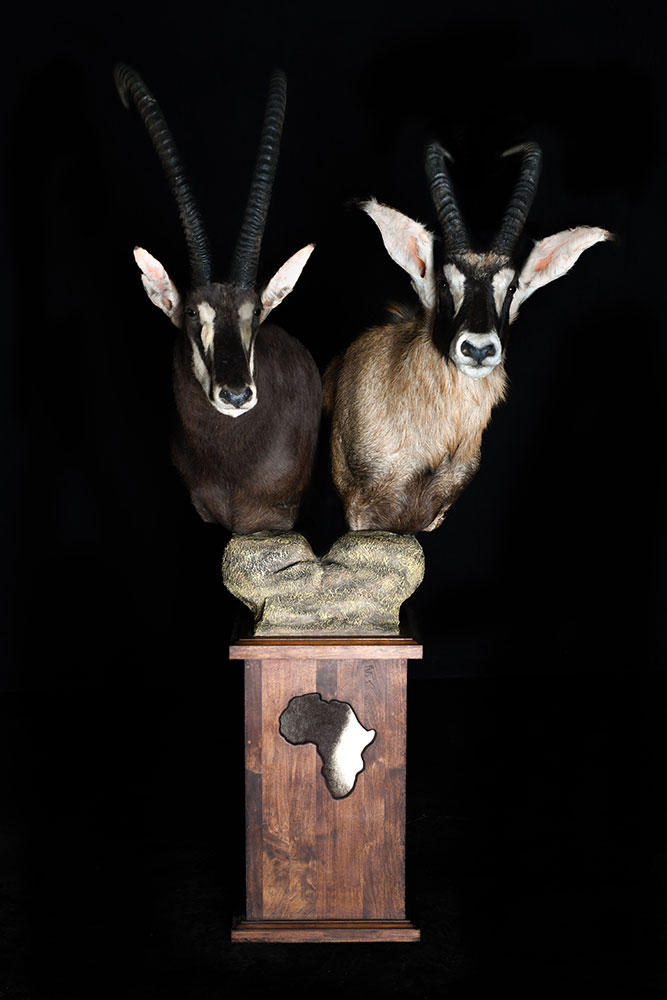 safari-taxidermy-pedestal-mounts38