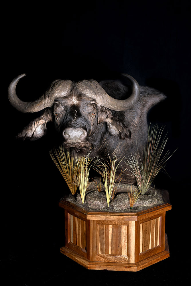 safari-taxidermy-pedestal-mounts39