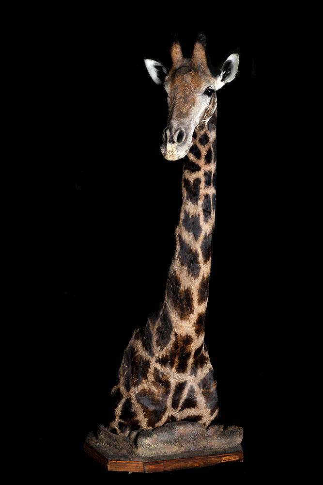 safari-taxidermy-pedestal-mounts41