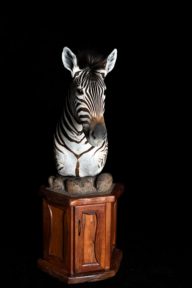 safari-taxidermy-pedestal-mounts43