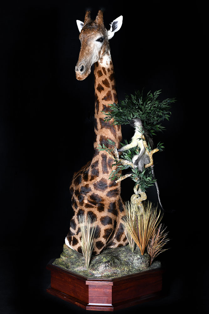 safari-taxidermy-pedestal-mounts45